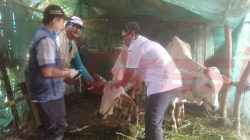 Tadi dokter hewan sudah vaksin 140 kambing dan 7 ekor sapi milik warga. Mudah-mudahan semua sehat," ujar Yatim, Kamis (13/2/2025).