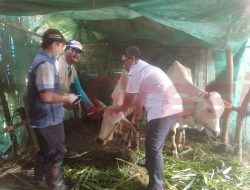Antisipasi Kematian Virus PMK, Pemdes Baron Gandeng UPT Peternakan Dukun Vaksin Ratusan Hewan Ternak