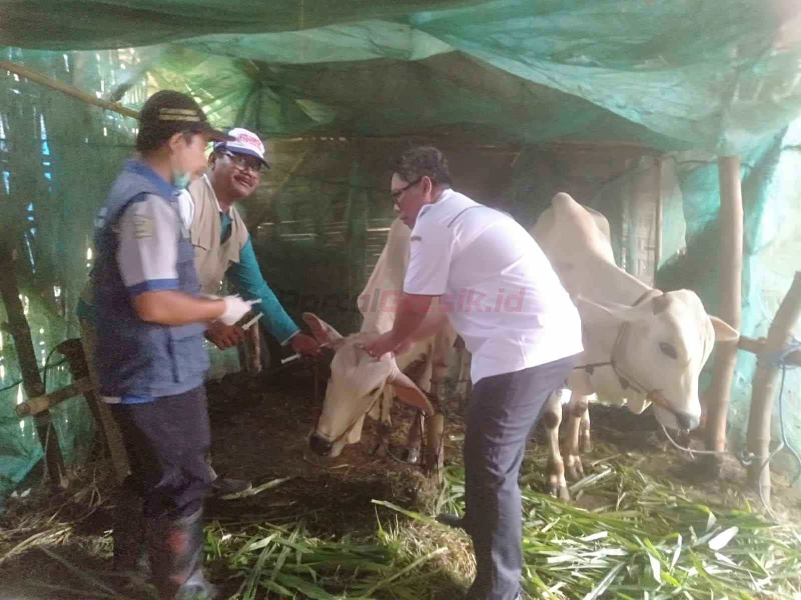 Tadi dokter hewan sudah vaksin 140 kambing dan 7 ekor sapi milik warga. Mudah-mudahan semua sehat," ujar Yatim, Kamis (13/2/2025).