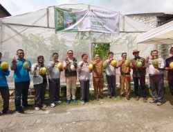 Wujud Ketahanan Pangan, Warga Panen dan Petik Melon Adinda, Kinanti, Kirani dan Hani Kolaborasi Desa Sukomulyo dan PT Smelting