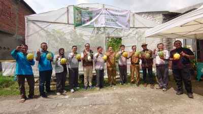 Pemdes Sukomulyo Manyar saat memanen buah melon hasil budidaya sendiri, Senin (3/3/2025)