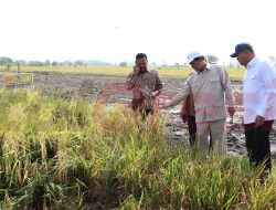 Tinjau Panen Raya Padi di Gresik, Mentan Amran Apresiasi Produksi Tinggi dan Harga Gabah Rp 6.500