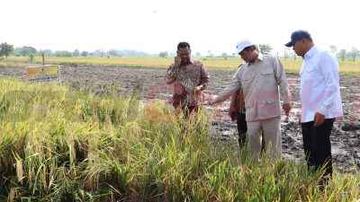 Tinjau Panen Raya Padi di Gresik, Mentan Amran Apresiasi Produksi Tinggi dan Harga Gabah Rp 6.500