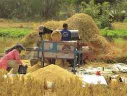 Petani Desa Wonorejo Sukses Panen 720 Ton Gabah, Petani Sumringah Harga Jual Menguntungkan