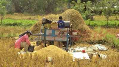 Para petani di Desa Wonorejo, Kecamatan Balongpanggang, Kabupaten Gresik saat mengiling hasil panen