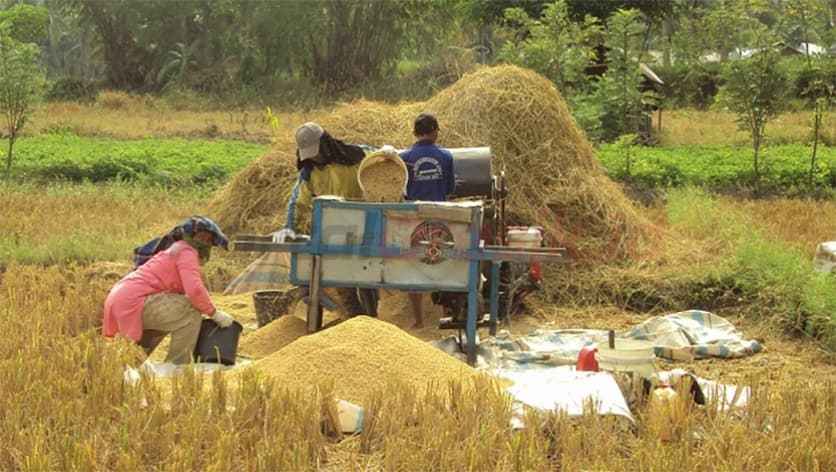 Para petani di Desa Wonorejo, Kecamatan Balongpanggang, Kabupaten Gresik saat mengiling hasil panen