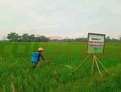 Sukses Uji Coba Padi Biosalin, SIG dan Pemkab Cilacap Dorong Pertanian Berkelanjutan untuk Ketahanan Pangan