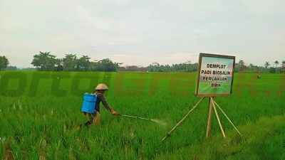 Sukses Uji Coba Padi Biosalin, SIG dan Pemkab Cilacap Dorong Pertanian Berkelanjutan untuk Ketahanan Pangan