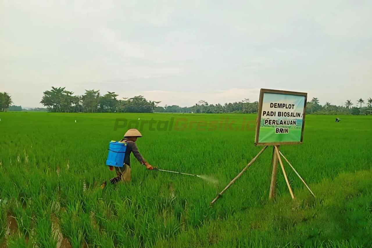 Petani anggota Kelompok Tani Karya Utama II melakukan perawatan padi varietas biosalin 2 di Desa Ujungmanik, Kecamatan Kawunganten, Kabupaten Cilacap, Jawa Tengah