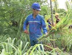 Bangun Ekosistem Keberlanjutan, SIG Budidayakan Serai Wangi di Lahan Pascatambang Pabrik Narogong Jawa Barat