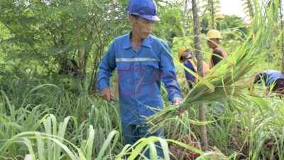 Karyawan Koperasi Swadaya Pribumi PT Solusi Bangun Indonesia Tbk memanen tanaman Serai Wangi di kawasan lahan reklamasi batu gamping Pabrik Narogong, Jawa Barat.