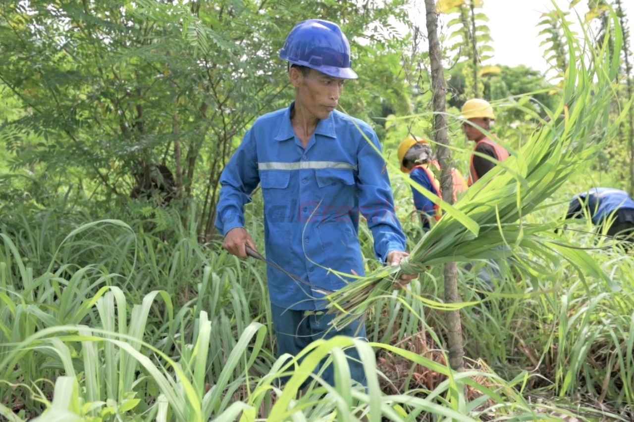 Karyawan Koperasi Swadaya Pribumi PT Solusi Bangun Indonesia Tbk memanen tanaman Serai Wangi di kawasan lahan reklamasi batu gamping Pabrik Narogong, Jawa Barat.