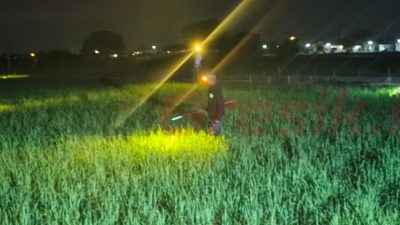 Cara Unik Usir Hama Tikus, Desa Gredek Adakan Festival Gropyokan Berburu Tikus Dapat Uang Tunai