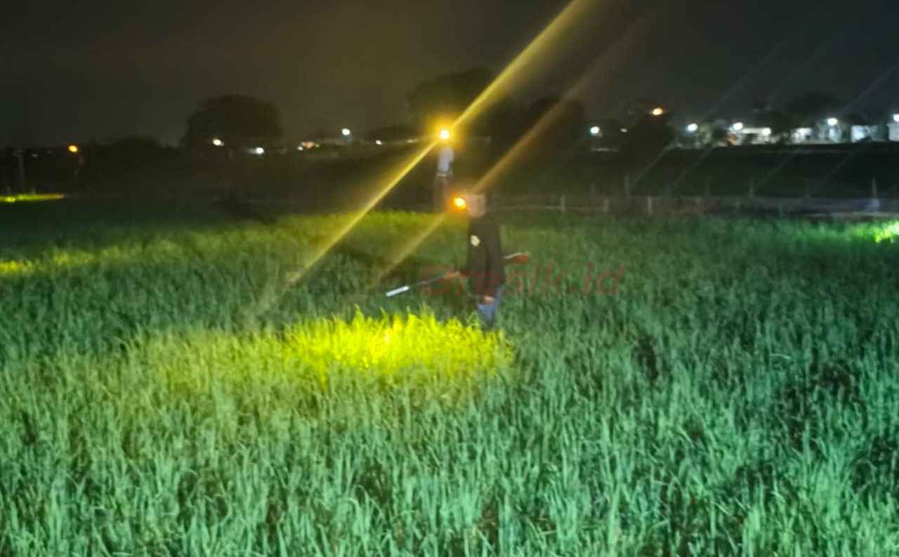 Pemdes Gredek Gelar Festival Gropyokan untuk Berburu Hama Tikus