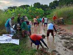 Bentengi Sawah dari Luapan Bengawan Solo, Warga Desa Bungah Bangun Tanggul Darurat