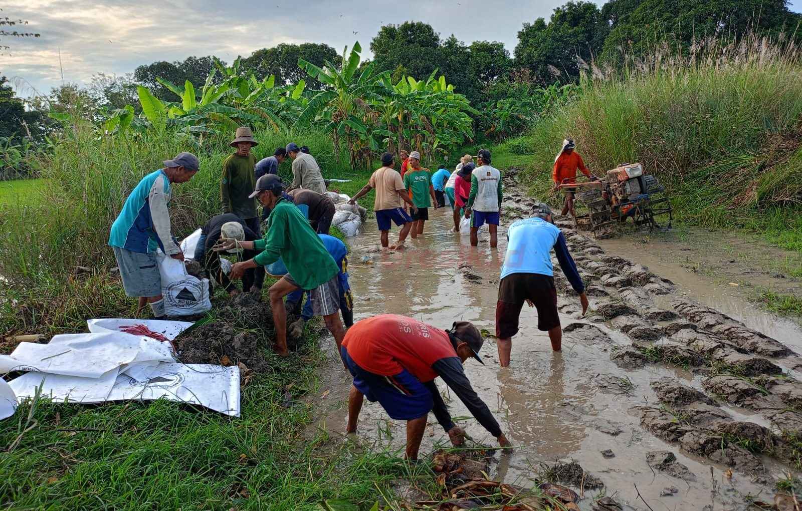 Warga Desa Bungah, Kecamatan Bungah saat gotong royong membangun tanggul darurat menggunakan ribuan karung berisi tanah.