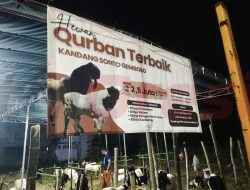 Idul Adha 1446 H, Kandang Sonto Gembolo Jual Kambing Kurban Dengan Berbagai Penawaran dan Harga Yang Terjangkau