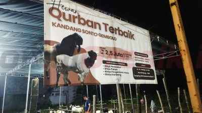 Idul Adha 1446 H, Kandang Sonto Gembolo Jual Kambing Kurban Dengan Berbagai Penawaran dan Harga Yang Terjangkau