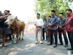 SIG Salurkan 237 Hewan Kurban Setara 21 Ton Daging di 20 Provinsi
