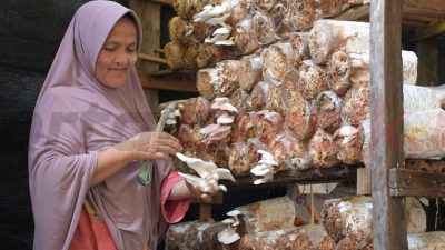 Pengelola Usaha Ekonomi Produktif (UEP) Jamur Tiram Sekolah Perempuan, Tin Suarni memanem jamur tiram dari media tanam di pondok budidaya jamur tiram di Kelurahan Baringin, Kecamatan Lubuk Kilangan, Kota Padang, Sumatra Barat, untuk kemudian siap dijual.