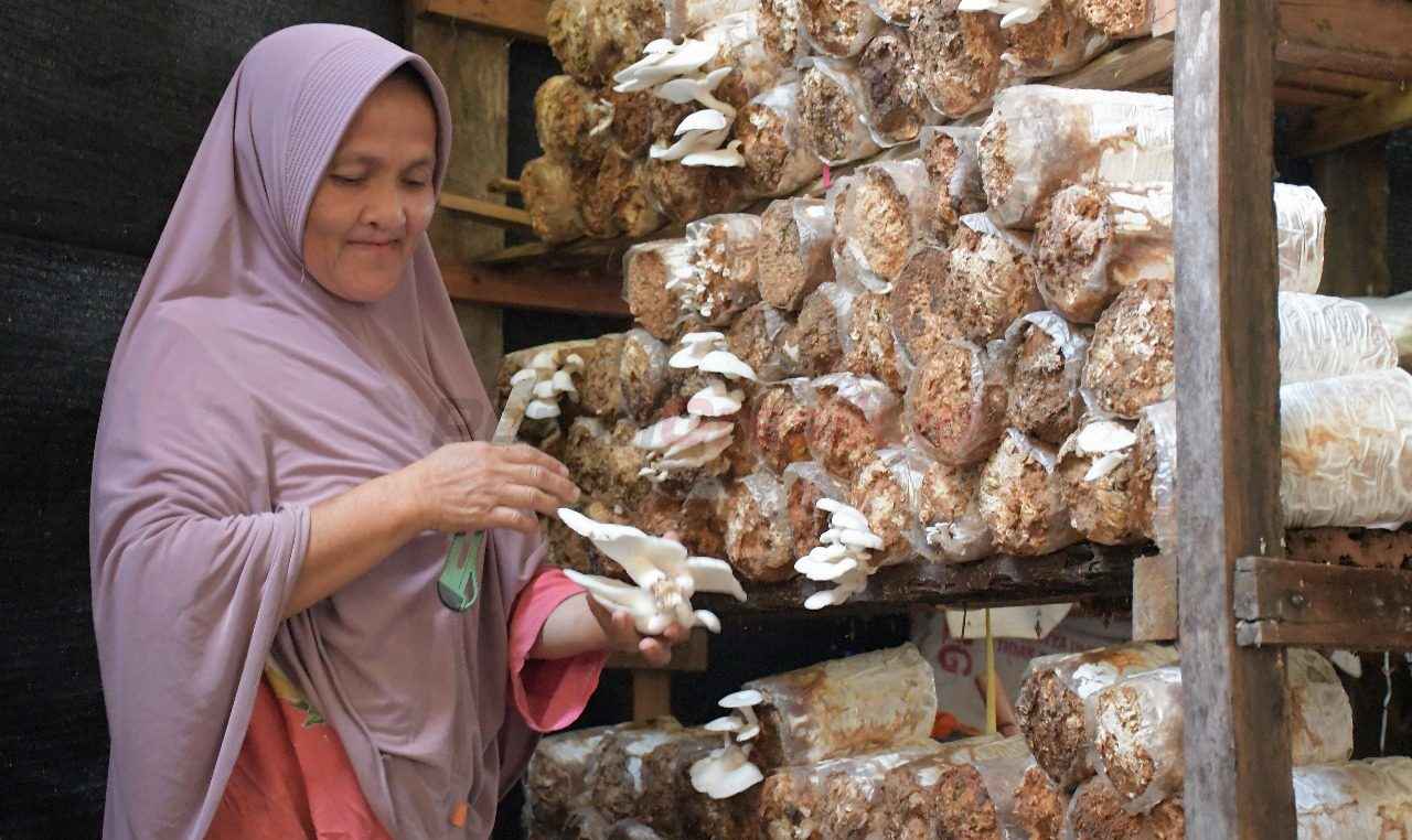 Pengelola Usaha Ekonomi Produktif (UEP) Jamur Tiram Sekolah Perempuan, Tin Suarni memanem jamur tiram dari media tanam di pondok budidaya jamur tiram di Kelurahan Baringin, Kecamatan Lubuk Kilangan, Kota Padang, Sumatra Barat, untuk kemudian siap dijual.