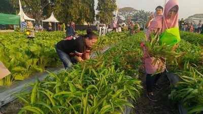 Para pengunjung saat petik buah dan sayuran di acara Petro Agrifood Expo (PAE) di Kebun Percobaan (Buncob) Petrokimia Gresik, di Gresik, Jawa Timur, Minggu (27/7/2025).