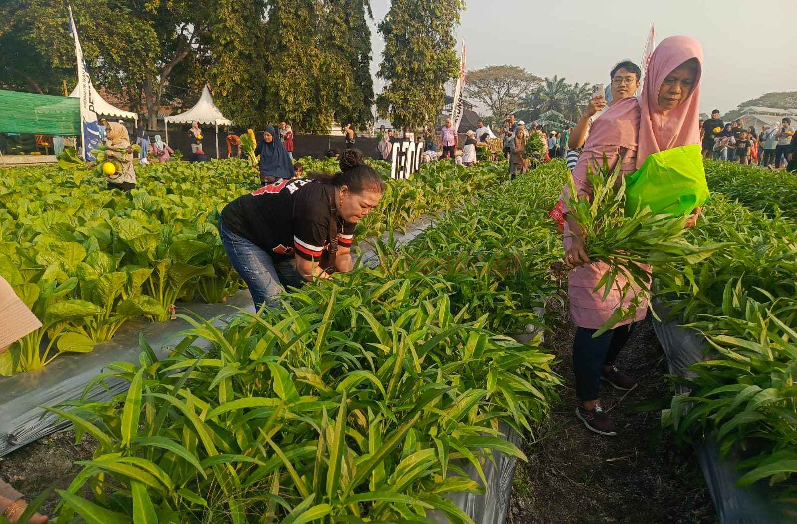Para pengunjung saat petik buah dan sayuran di acara Petro Agrifood Expo (PAE) di Kebun Percobaan (Buncob) Petrokimia Gresik, di Gresik, Jawa Timur, Minggu (27/7/2025).
