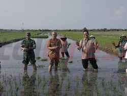 Dukung Swasembada Pangan, Gresik Gelar Tanam Padi Serentak di Indrodelik