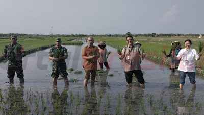 Direktorat Jenderal Perlindungan Tanaman Pangan Kementerian Pertanian (Kementan) bersama Dinas Pertanian Kabupaten Gresik menggelar kegiatan tanam padi serentak di Desa Indrodelik, Kecamatan Bungah, pada Senin (28/7/2025) sore.