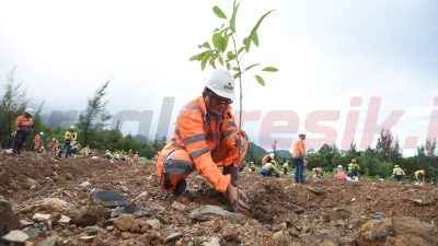 Penanaman bibit pohon mahoni daun kecil di lahan bekas tambang tanah liat Pabrik Lhoknga, Kabupaten Aceh Besar, sebagai upaya reklamasi untuk memulihkan fungsi tempat hidup bagi keanekaragaman hayati.