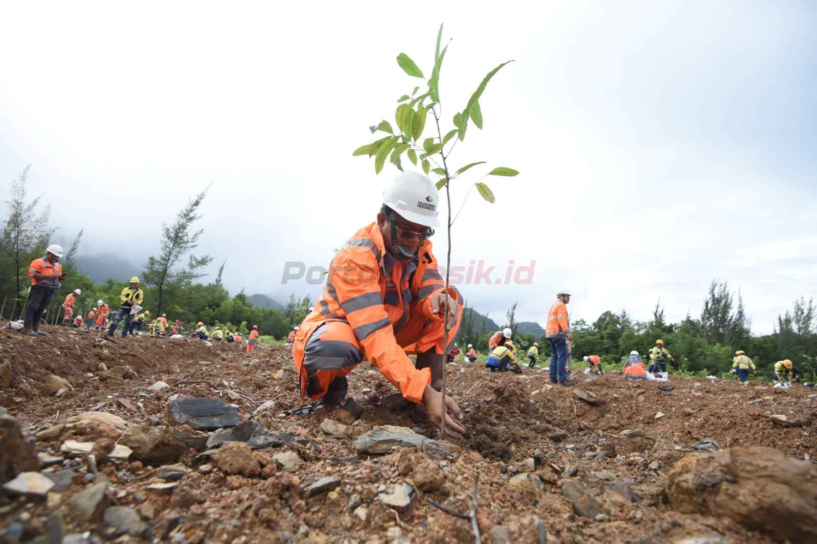 Penanaman bibit pohon mahoni daun kecil di lahan bekas tambang tanah liat Pabrik Lhoknga, Kabupaten Aceh Besar, sebagai upaya reklamasi untuk memulihkan fungsi tempat hidup bagi keanekaragaman hayati.