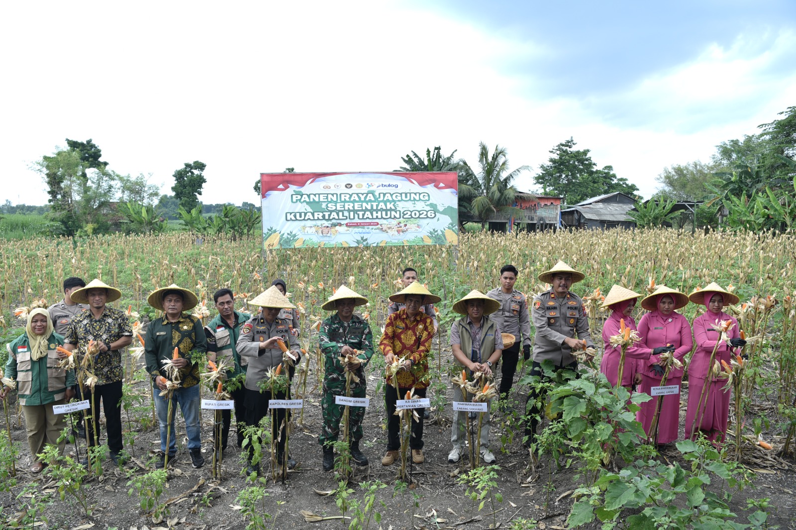 Dukung Swasembada Pangan 2026, Polres Gresik Panen Jagung Serentak Bersama Mabes Polri