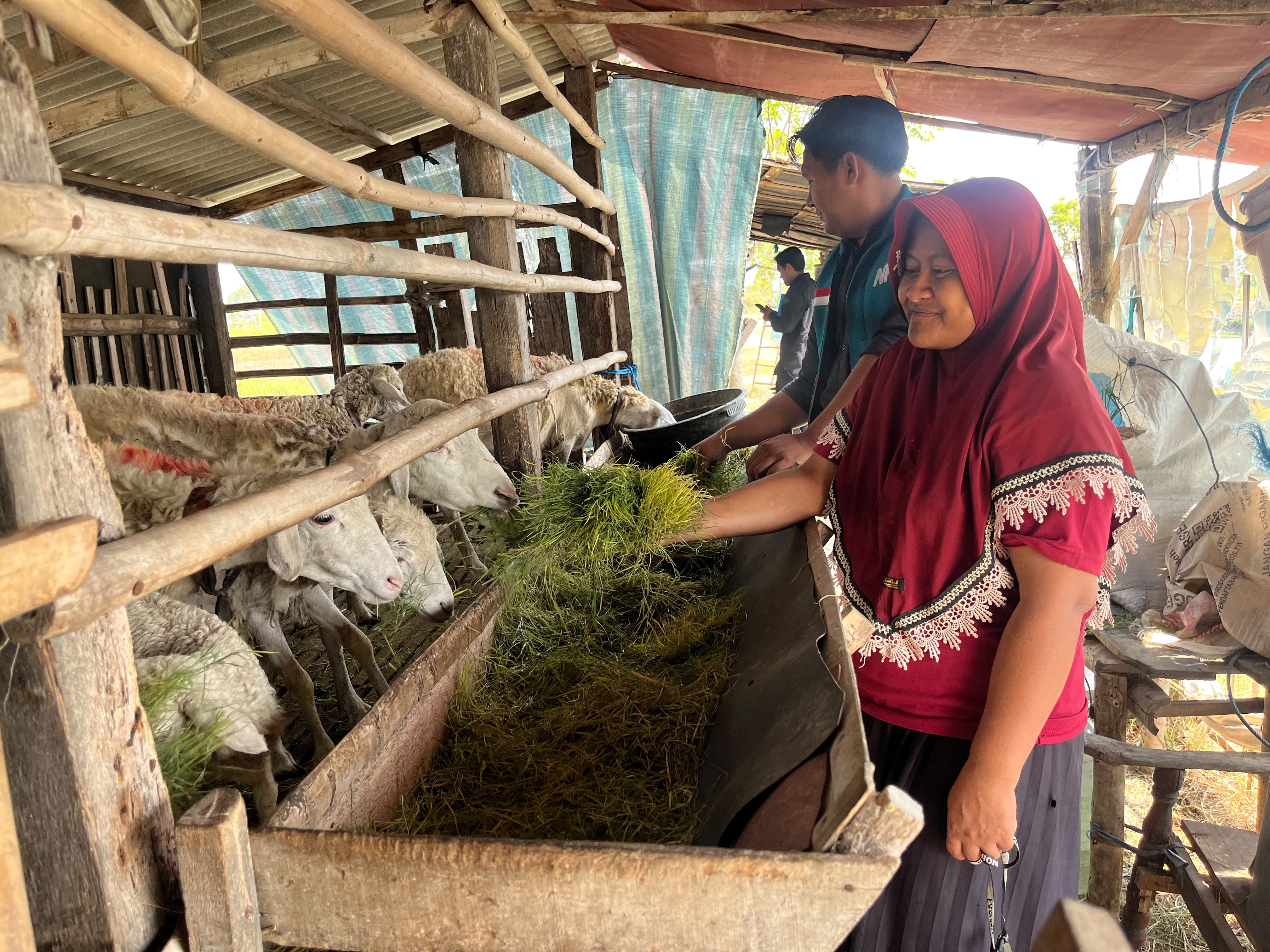 Program Ternak Desa Sejahtera (TDS)