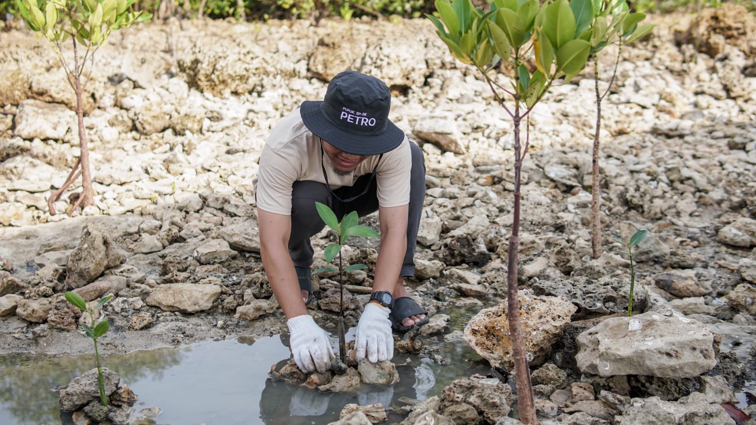 Petrokimia Gresik Perluas Konservasi Mangrove di Gresik, Tanam 1.000 Bibit di PRPM Mengare