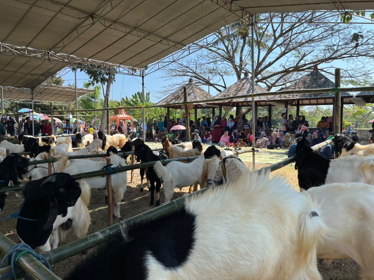 Peternak Gresik Belajar Tingkatkan Kualitas Ternak dalam “Mepe Kambing Bareng” di Ujungpangkah